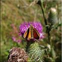 2009_schmetterlinge 0016
